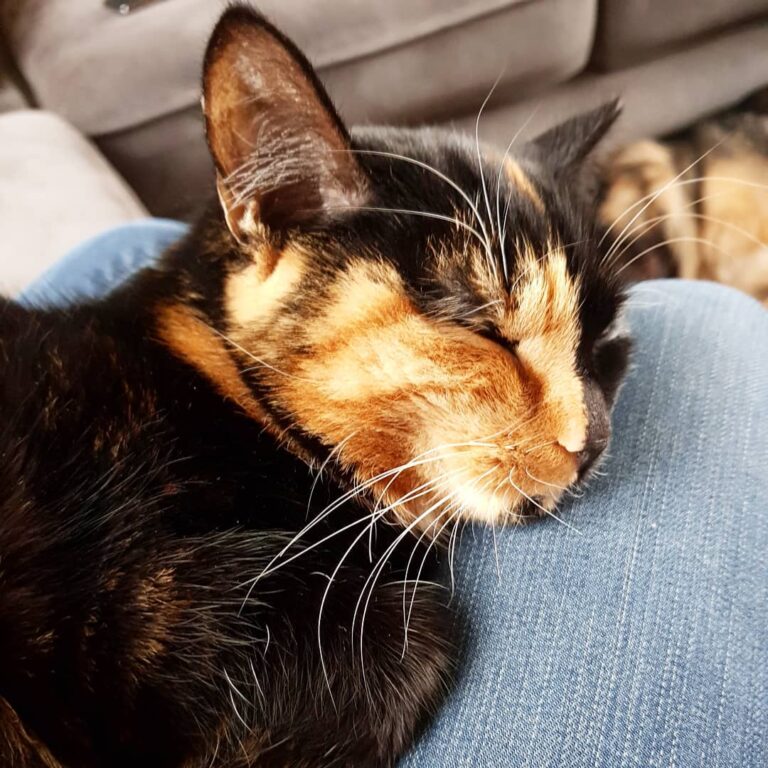 This little pumpkin sleeping with her mama I bloody love my pets!