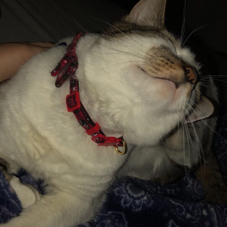 Trying to encourage the human to scratch under my chin. . .