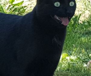 FunnyCatSite