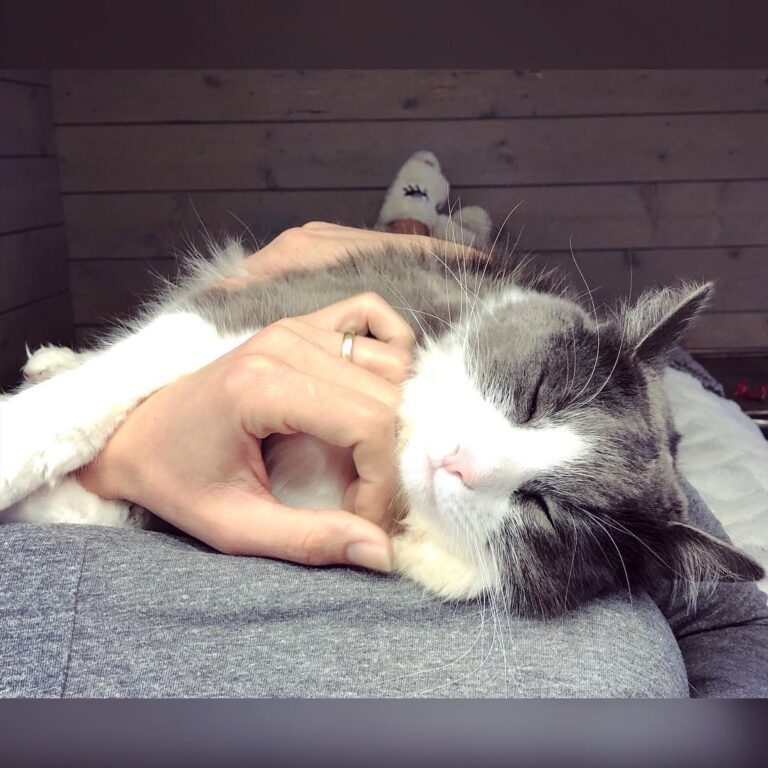 We love Caturday’s