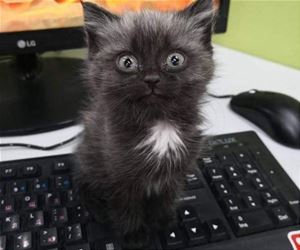 FunnyCatSite