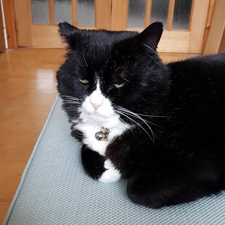 What do you mean I’m not allowed to shit on the neighbours decking?