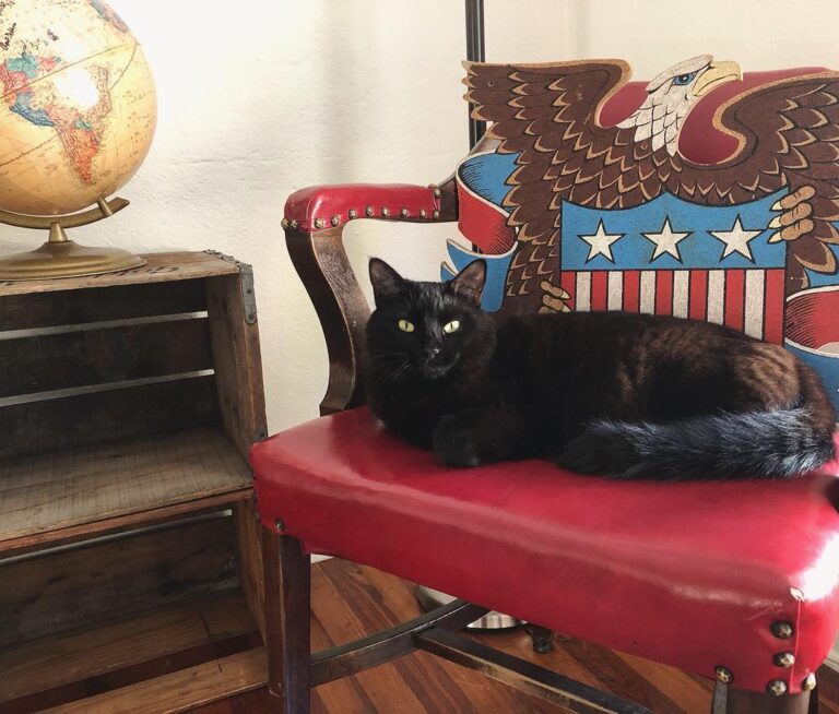 When you’re proud to be an Ameowican. .⠀⠀⠀⠀⠀⠀⠀⠀⠀ .⠀⠀⠀⠀⠀⠀⠀⠀⠀