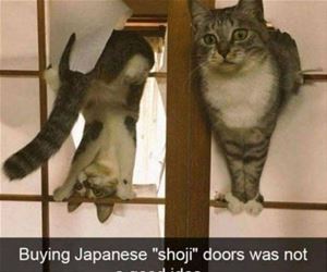 FunnyCatSite