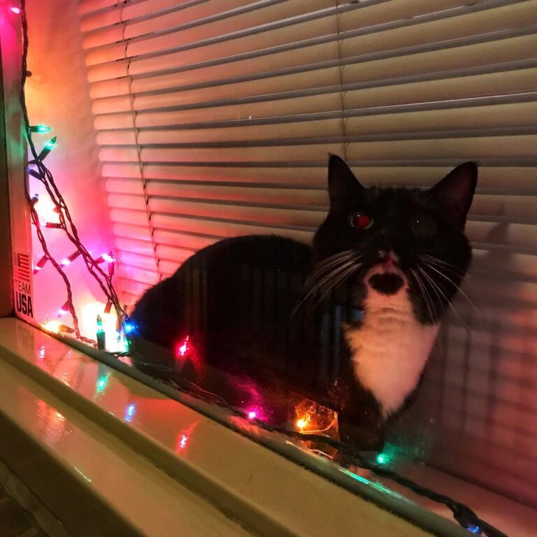 But we don’t want to take down the Christmas lights!! . . .