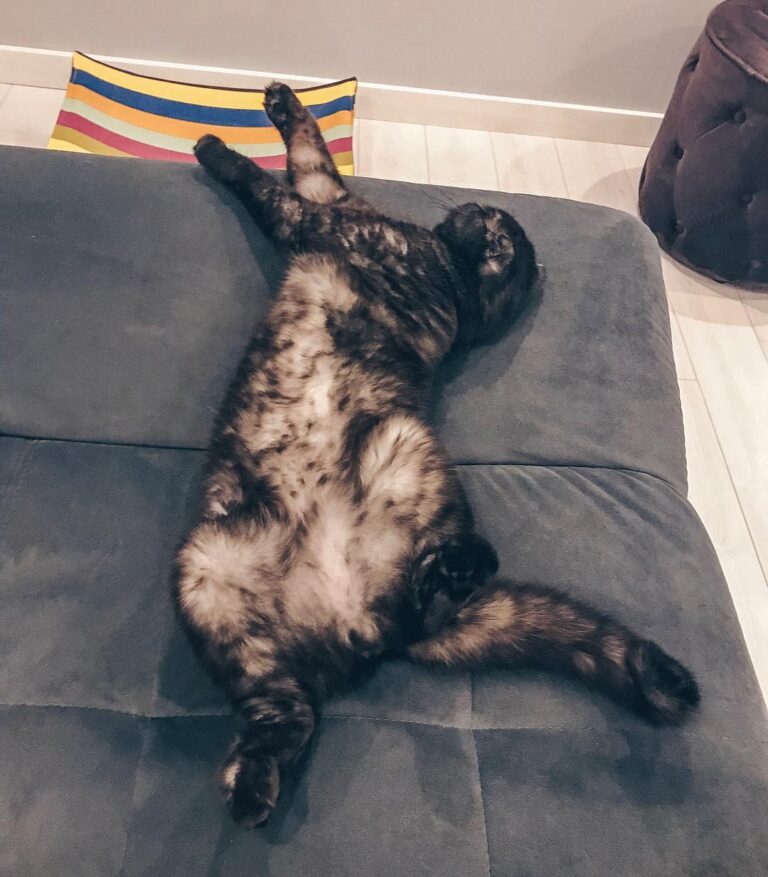 #котэ#котики#котеечка