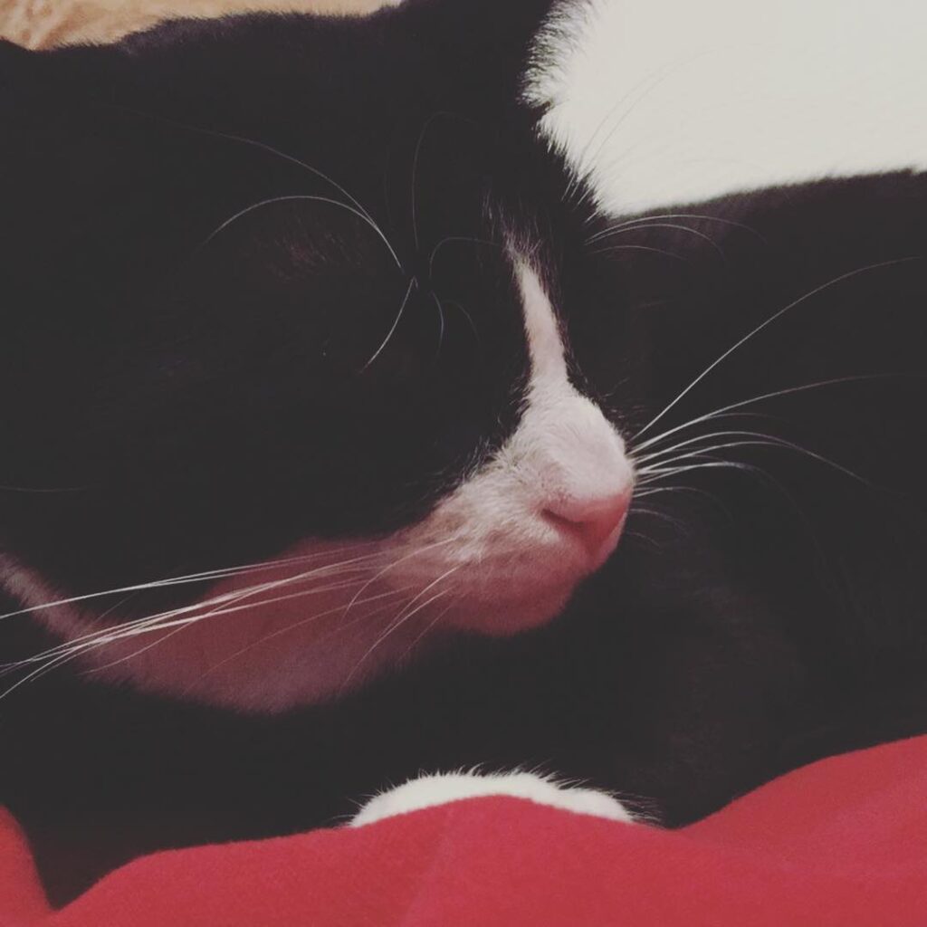 Why Do Cats Bring You Dead Animals?