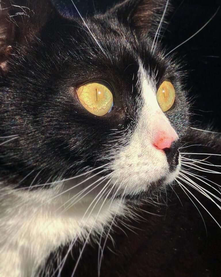 Cute Cat Moment