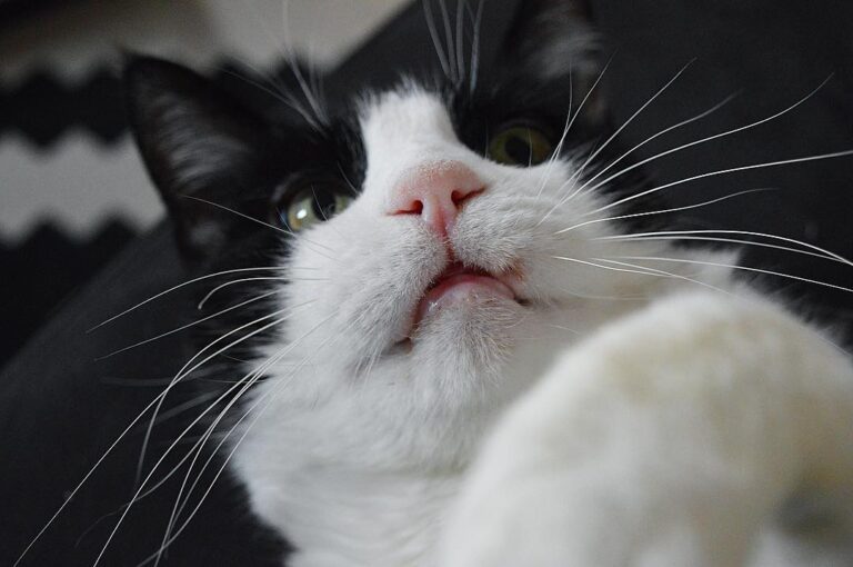 Is nearly over and Dougal and I have been almost asleep since