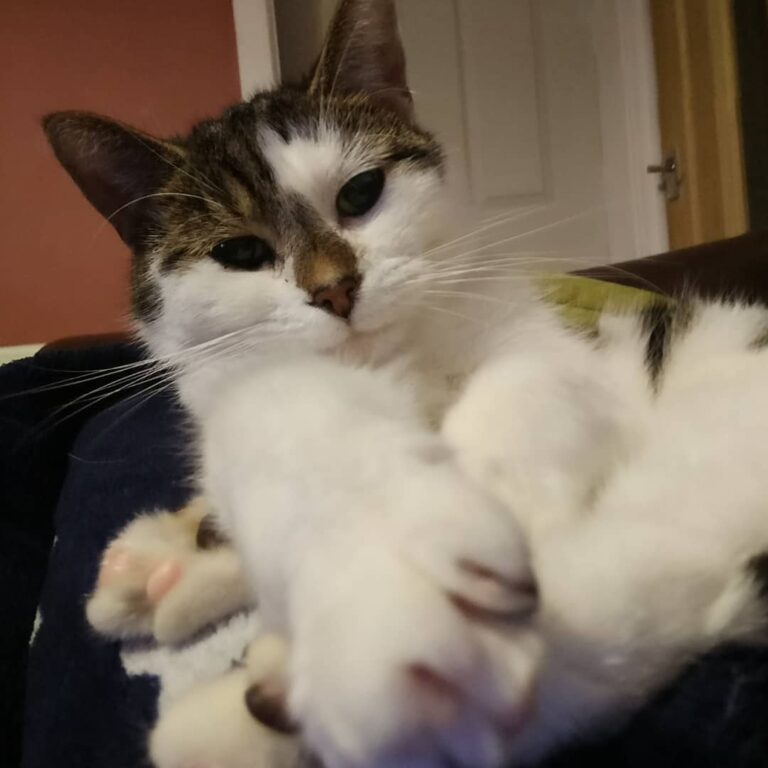 !! I’m curled up in mom’s lap… !! How’s your ?