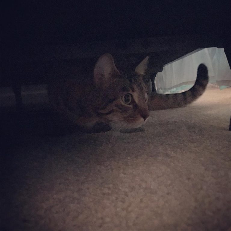 Is scared of the noises the upstairs neighbor is making