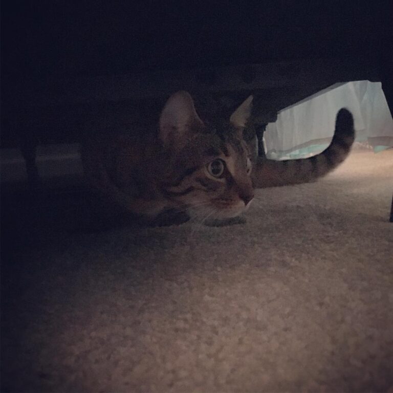 Is scared of the noises the upstairs neighbor is making