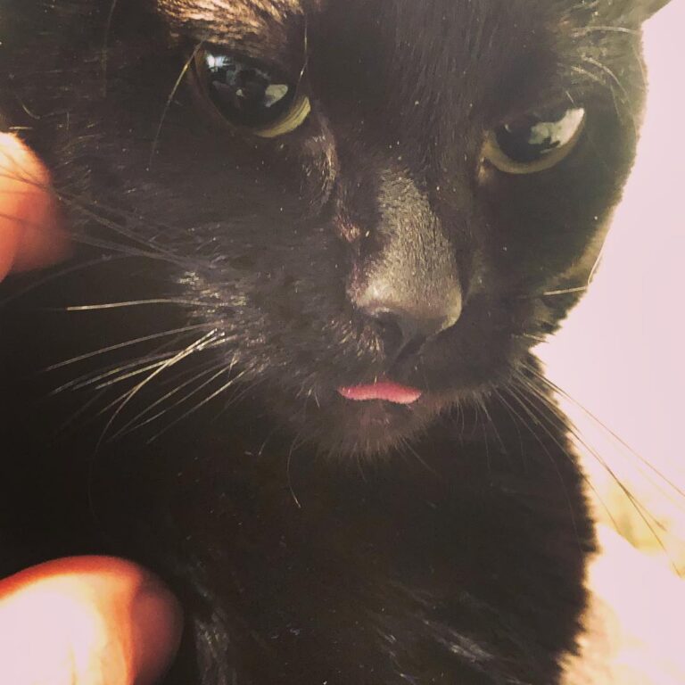 Cute Cat Moment