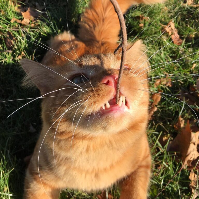 Cute Cat Moment