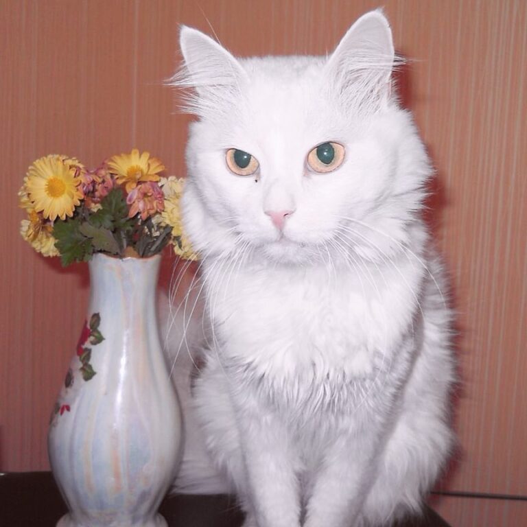 Всем котопривет И почему-то именно сейчас когда на улице снег и