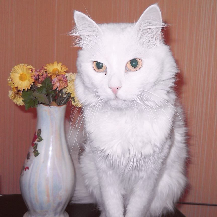 Всем котопривет И почему-то именно сейчас когда на улице снег и