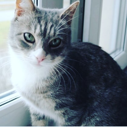 Го лайк #кот #котапёс #котэ #котейка #котик #кошечка #кошка #животное