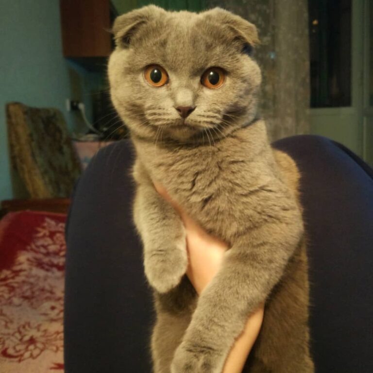 Кошатница кошака видит издалека#этокотямба #кот #котэ #котик #котики