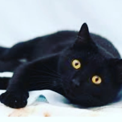Красава Отметьте #кот #котапёс #котэ #котейка #котик #кошечка #кошка
