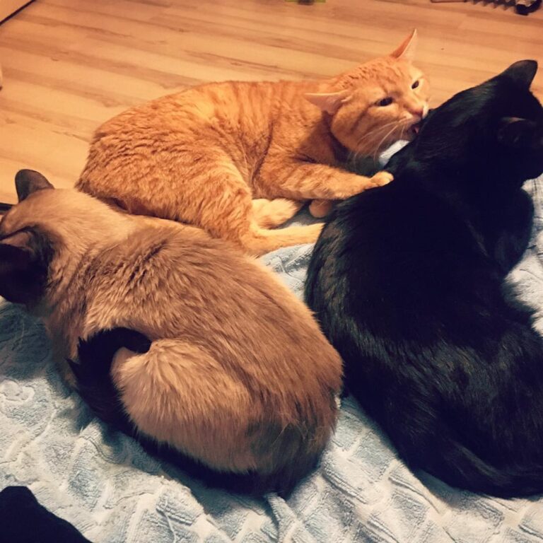 Мои сосисочки #котики #люблюсвоихкотиков #сладкиеморды #рыжийкот