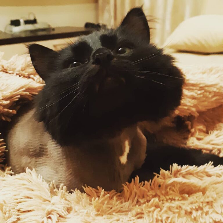 Моя лапушка любимая! Мой мальчик-одуванчик! #котики #шустрик #кот