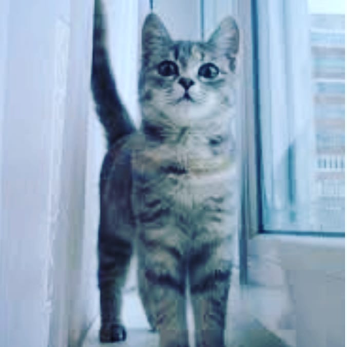 Равнясь #кот #котапёс #котэ #котейка #котик #кошечка #кошка #животное