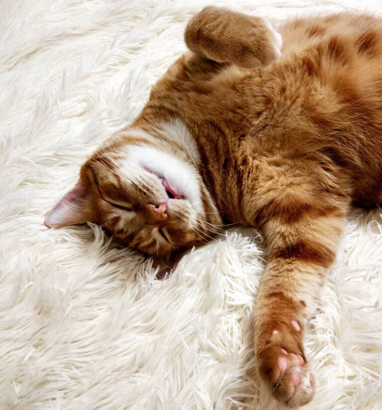 Что же снится моему Гошанчику, если даже рот открыт? #кототема