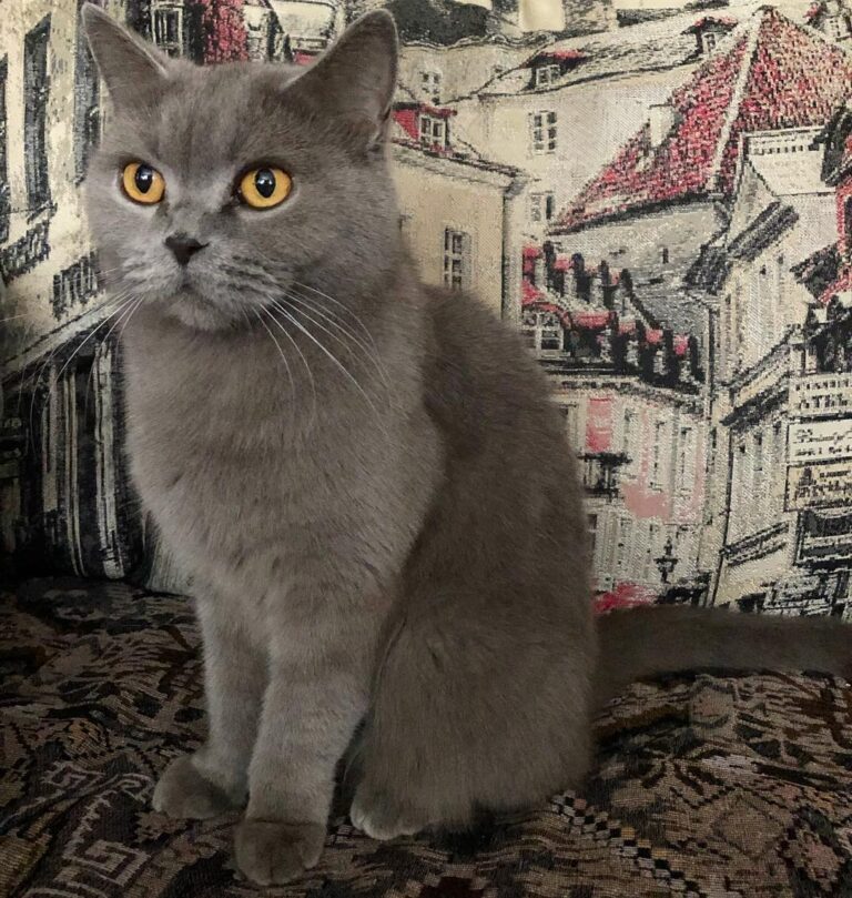 #безкотаижизньнета #кошка #котикиправятмиром #котики #кот #котофей