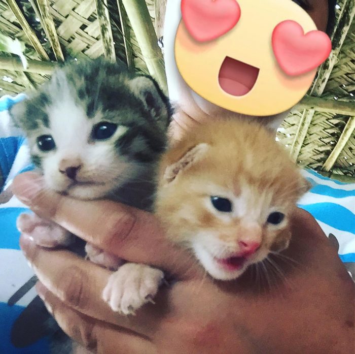 My new kitties!!!