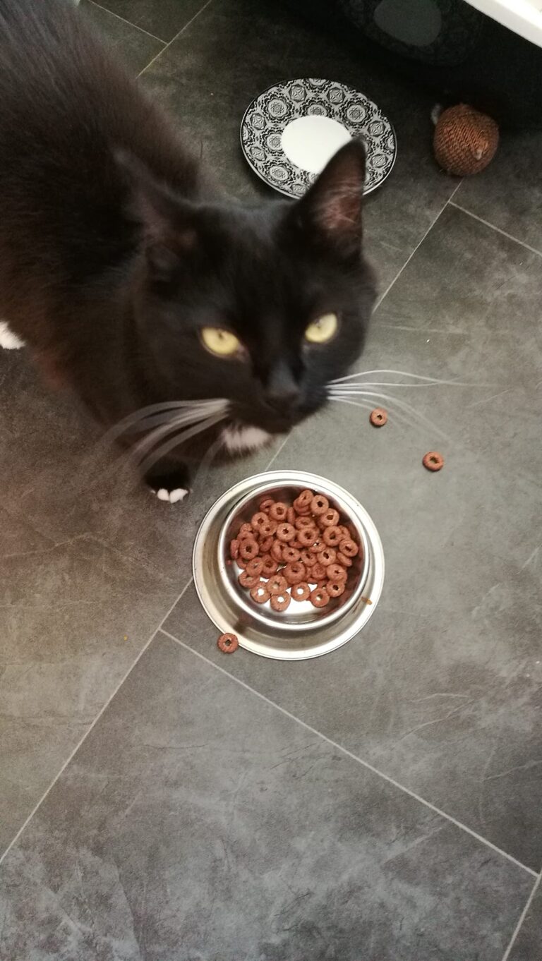 So I came in drunk (don't judge, it's my birthday) and tried to feed my cat. She