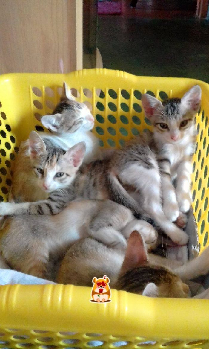 Wakey wakey frm napie napie sweethearts  meowwww