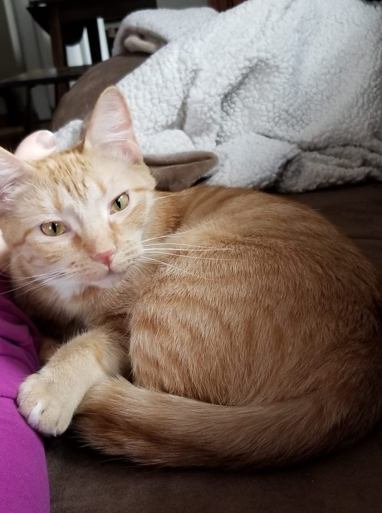 Any suggestions for getting my sweet girl to stop chewing ELECTRICAL