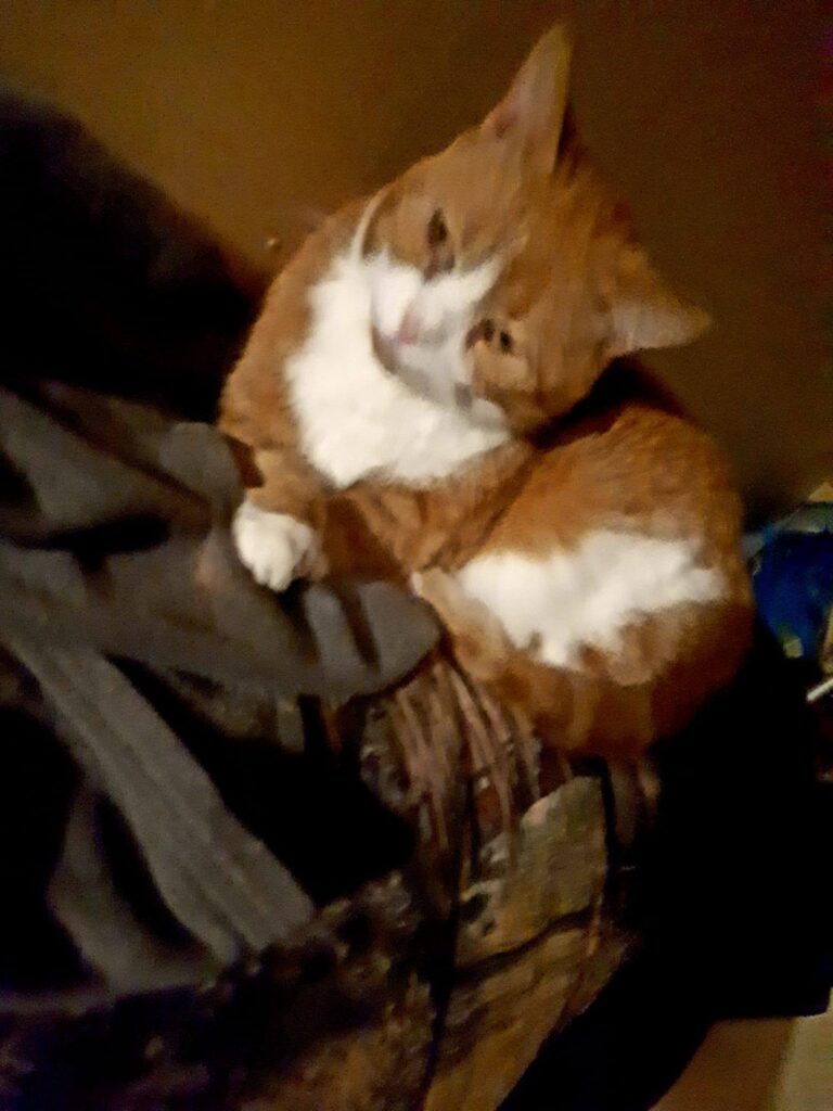 Show me your gingers.  This is Bailee 8 years old, rescued at 4 weeks.