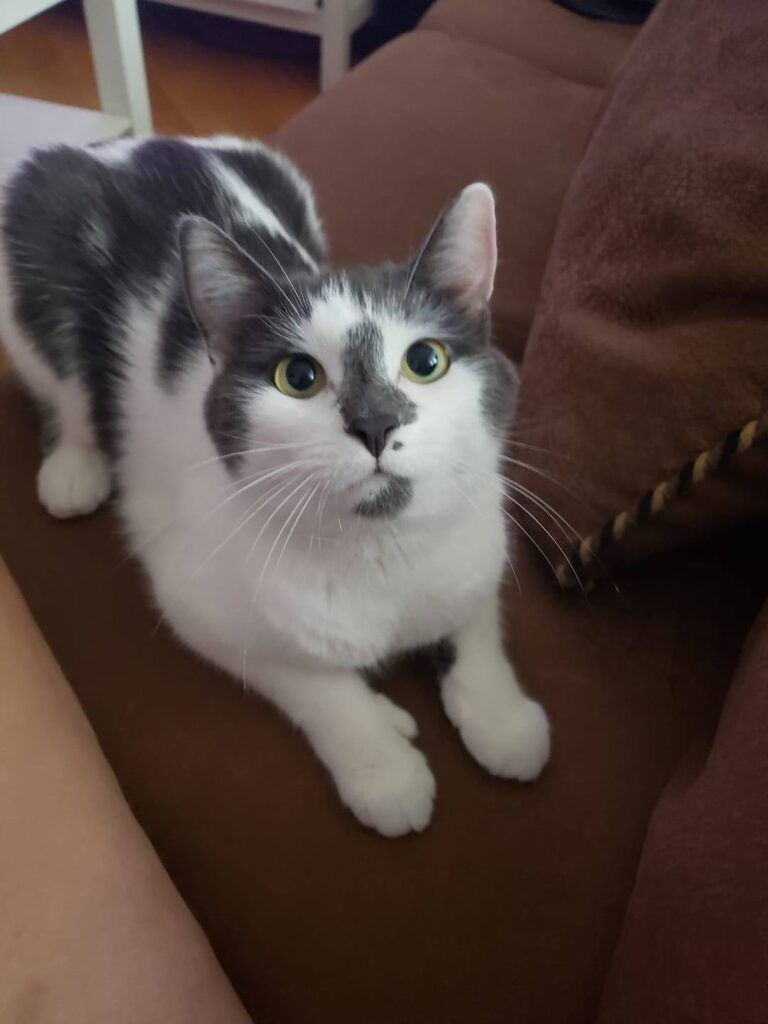 Goood morning  my beautiful boy is a good cat when my daughter is sick he checks