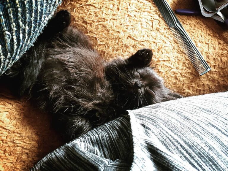 A família está crescendo. Apresento Lully