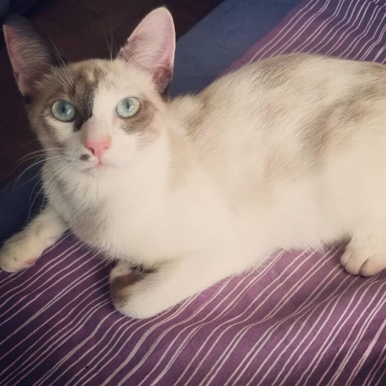 Adoção RJ. Flora Fêmea . 05 meses. Carinhosa, brincalhona. Ja está