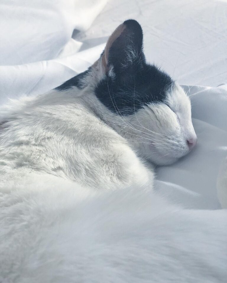 An actual picture of an angel taken while she sleeps