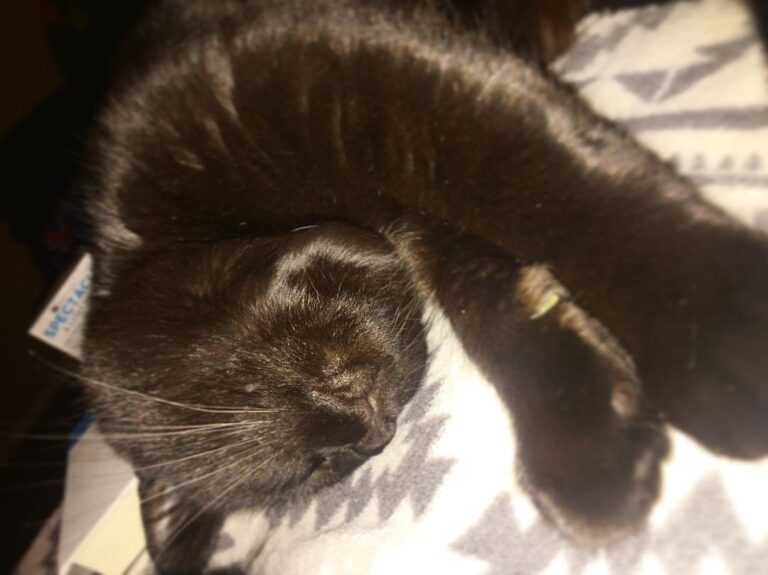 Apparently this is comfortable cos she was sound asleep