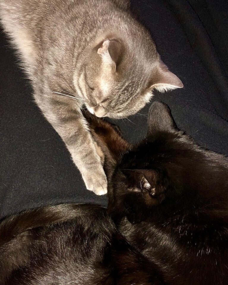 Are they holding paws ???