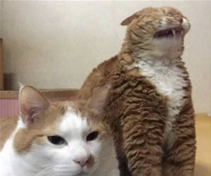 FunnyCatSite
