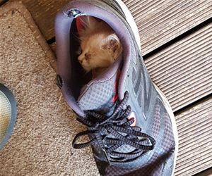 FunnyCatSite
