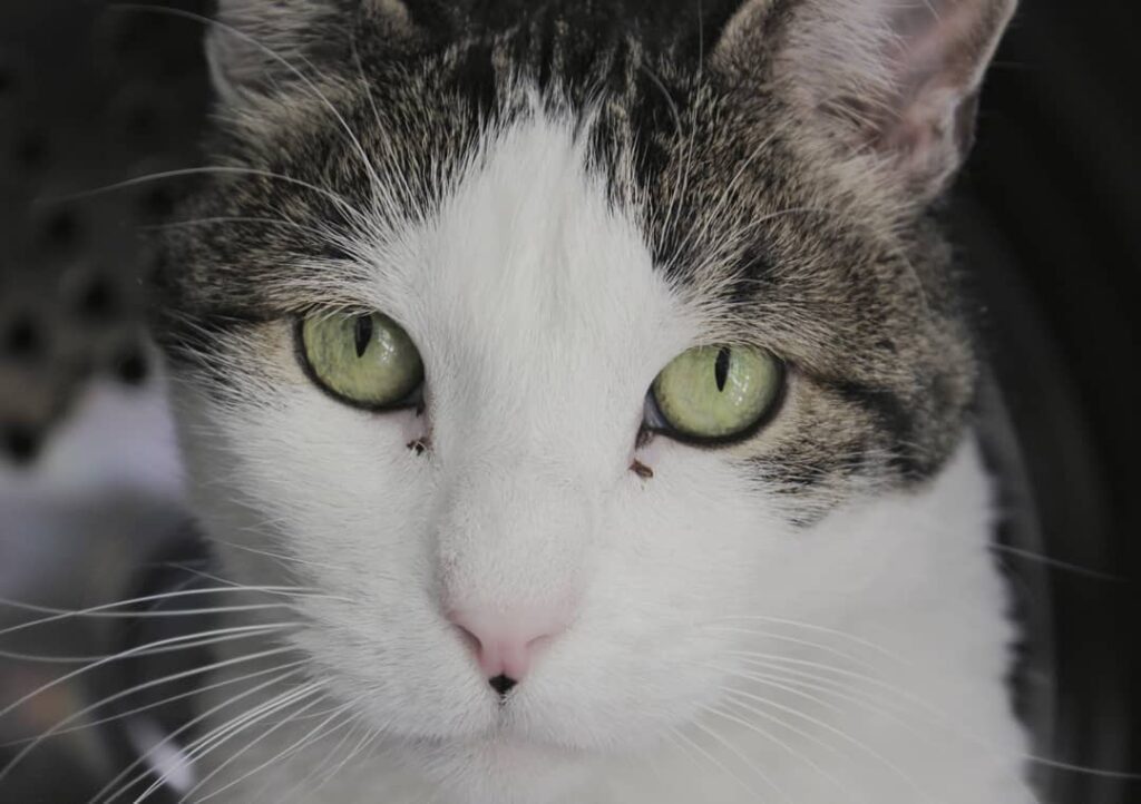 Benito