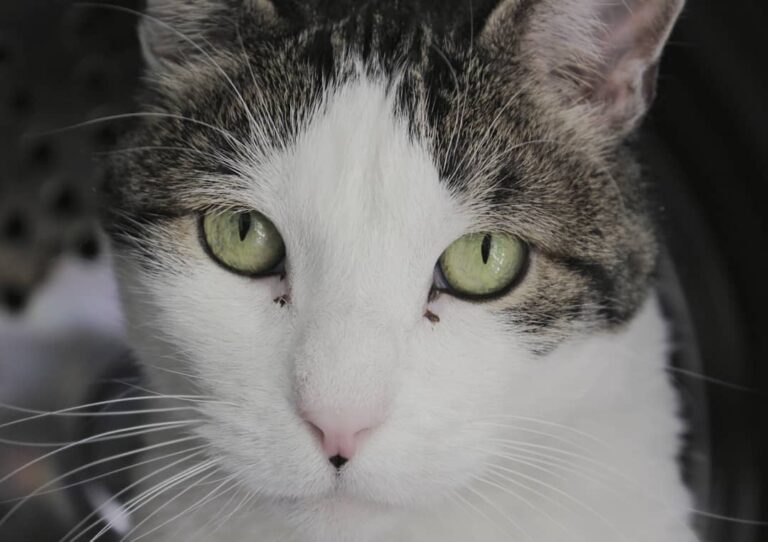 Benito