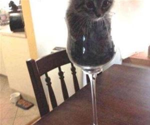 FunnyCatSite