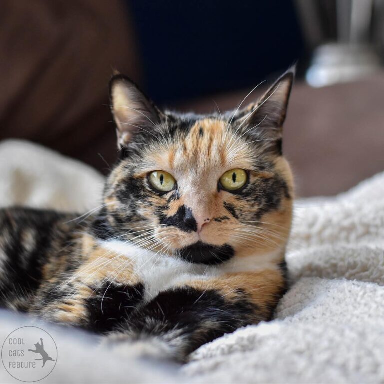 C O N G R A T U L A T I O N S ! You are a very cool cat, Suzie! . : .