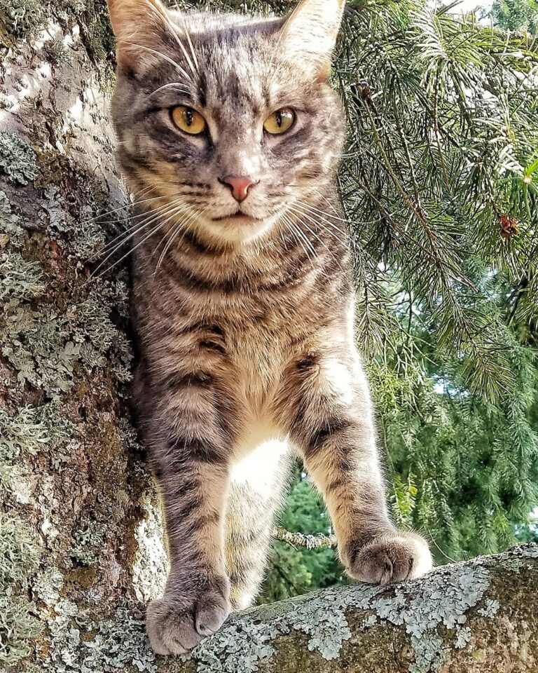 Captain Jack Sparrow was our first rescue of 2019. Unlike his