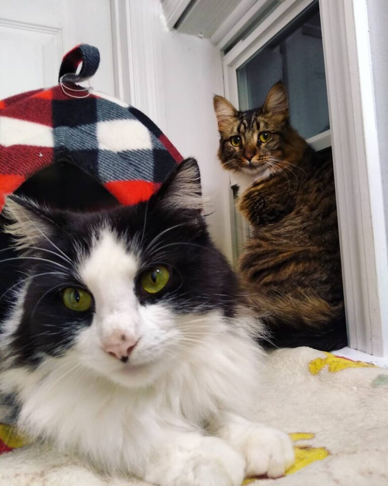 Caturday Luna & Mia-Shakti