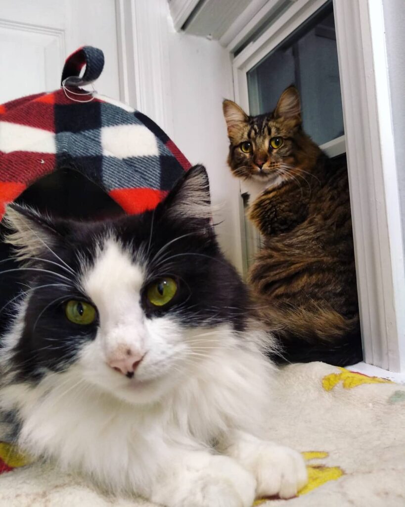 Caturday Luna & Mia-Shakti