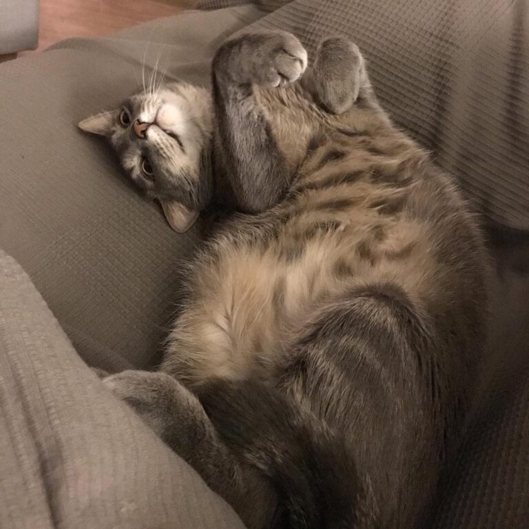 Caturday night.. # gr
