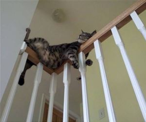 FunnyCatSite